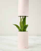 MAZZO DI TULIPANI PROFUMATI - LIGHT PURPLE