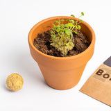 BOMBE DI SEMI SALVIAMO LE API