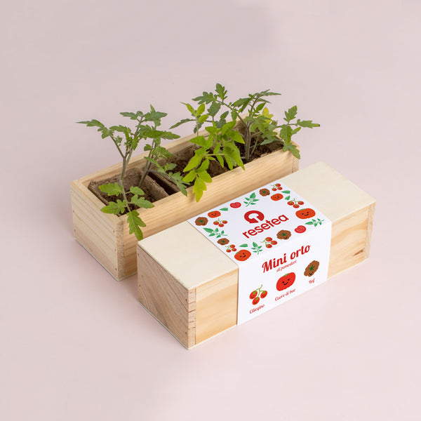 MINI ORTO DI POMODORI