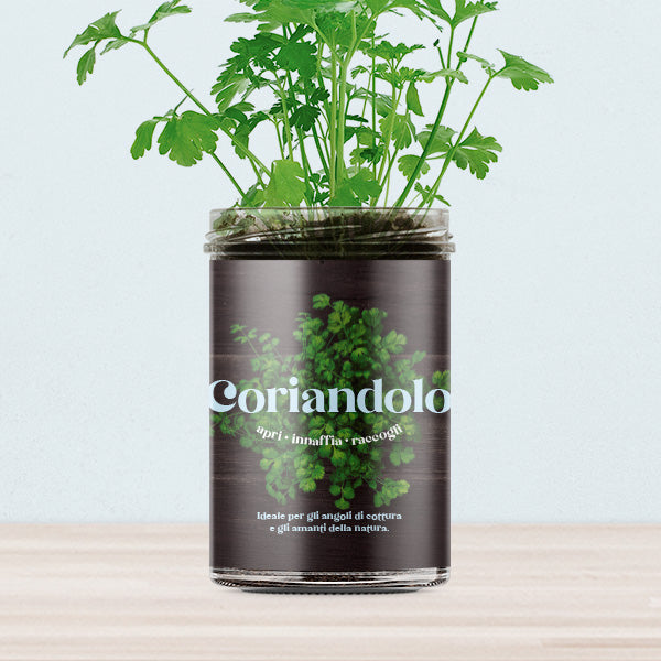 ORTI CUCINA CORIANDOLO