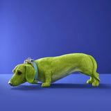 BASSOTTO WILFRIED DOG GREEN