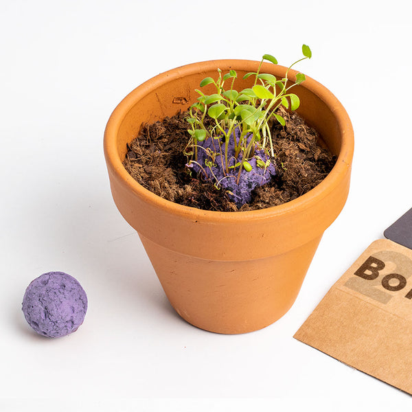 BOMBE DI SEMI FIORI SILVESTRI VIOLA