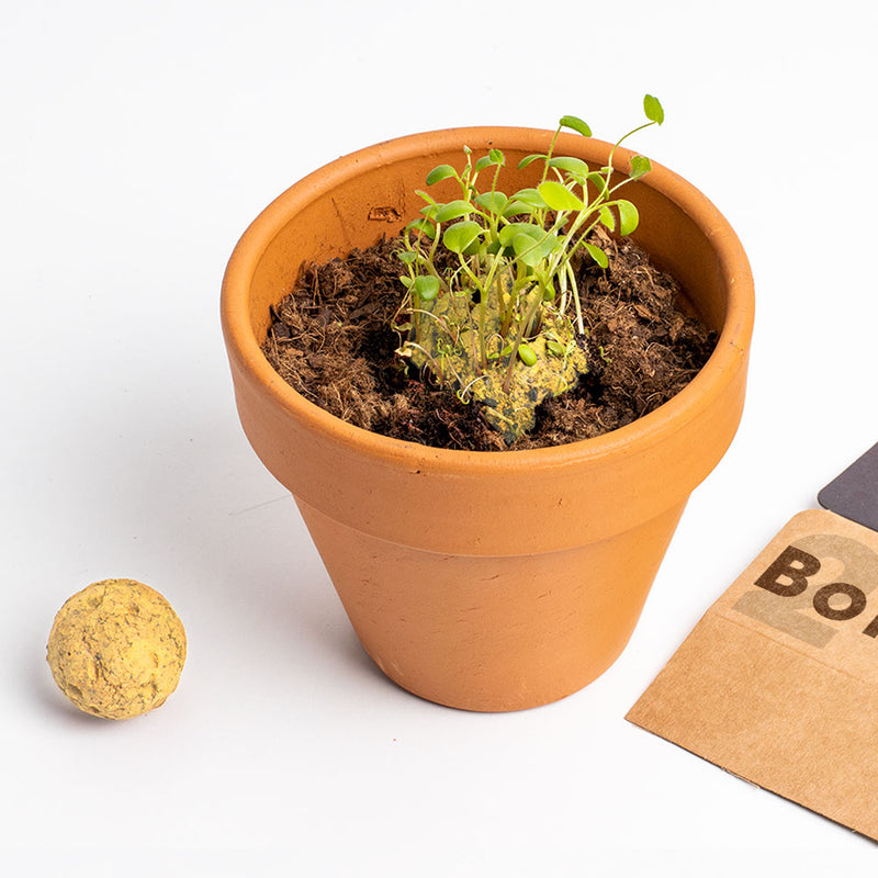 BOMBE DI SEMI SALVIAMO LE API