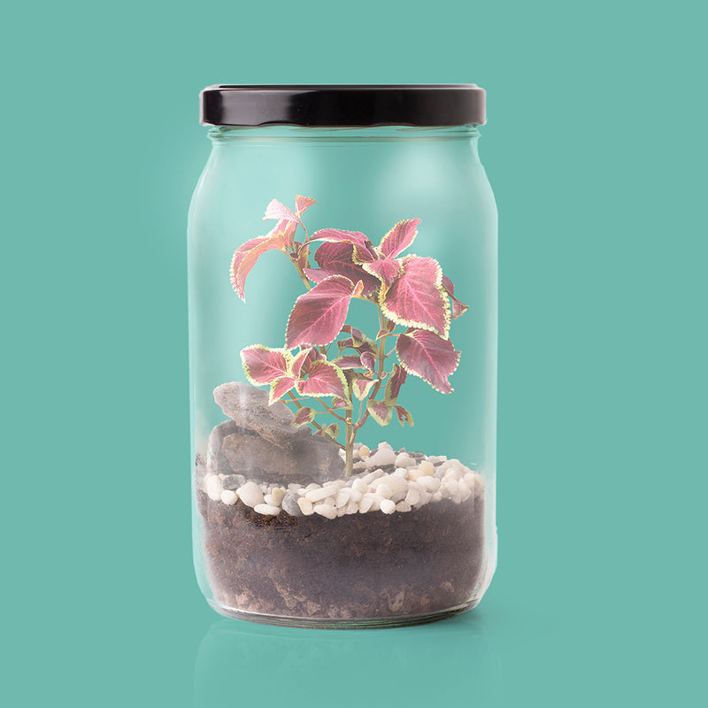 TERRARIUM