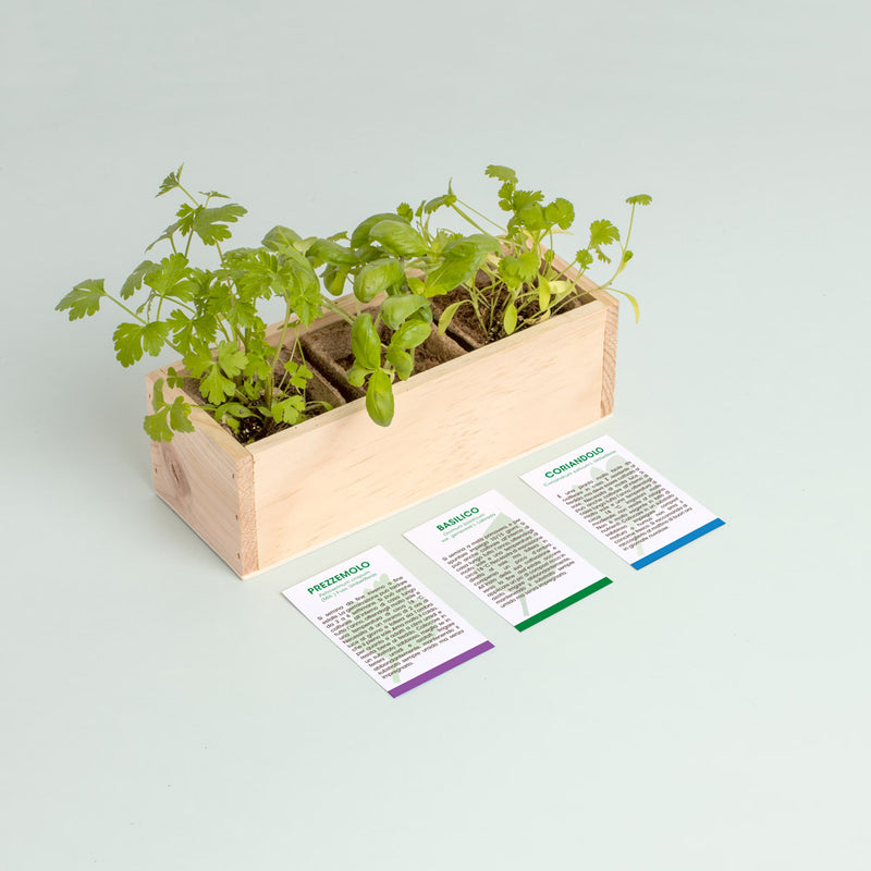 MINI ORTO DI ERBE AROMATICHE