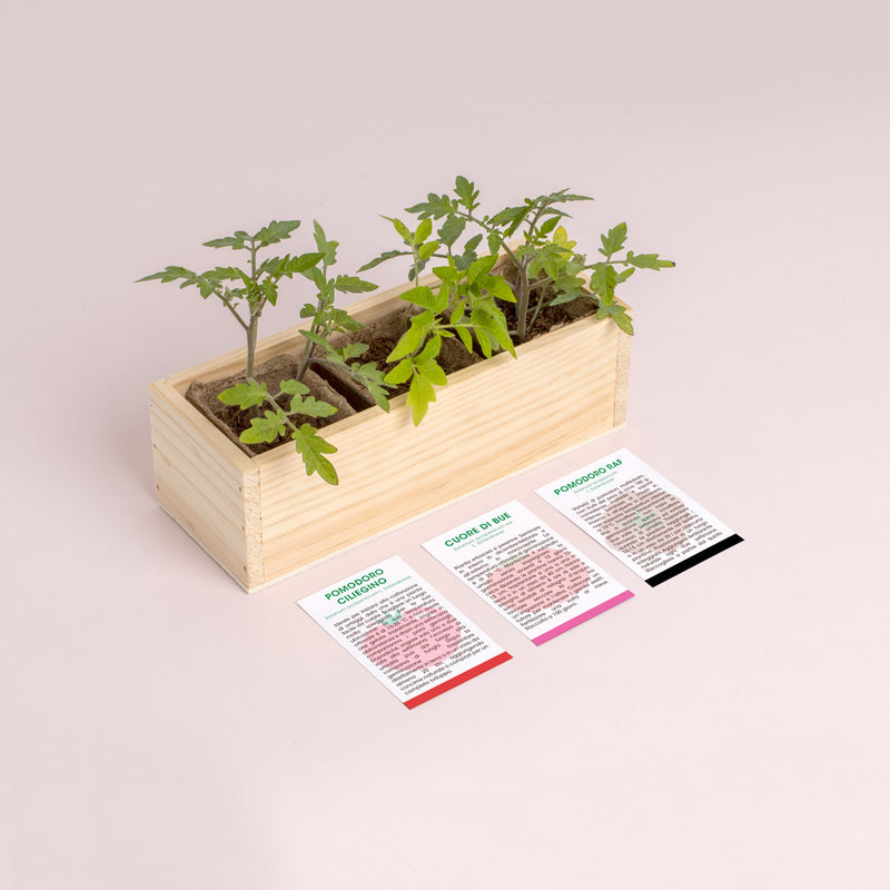 MINI ORTO DI POMODORI